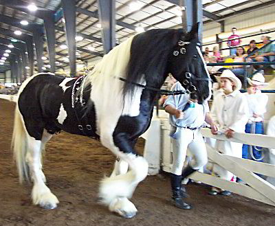 Galway Warrior - Drum Horse Stallion at Breyerfest