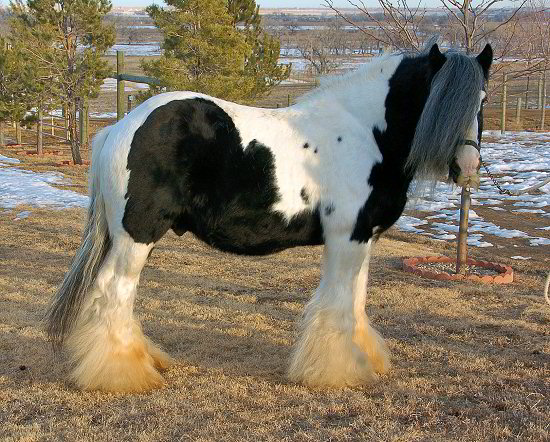 The Lion King - gypsy horse stallion
