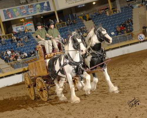 Drum horse stallions pulling hitch wagon
