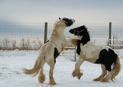 gypsy horse stallions play in the snow